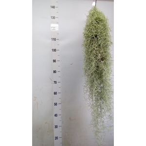 Tillandsia usneoides