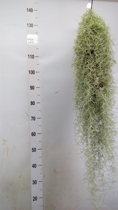 <h4>Tillandsia usneoides</h4>