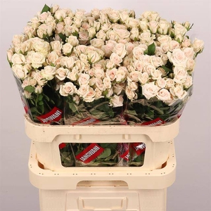 R Tr Royal Porcelina Extra Jangwani