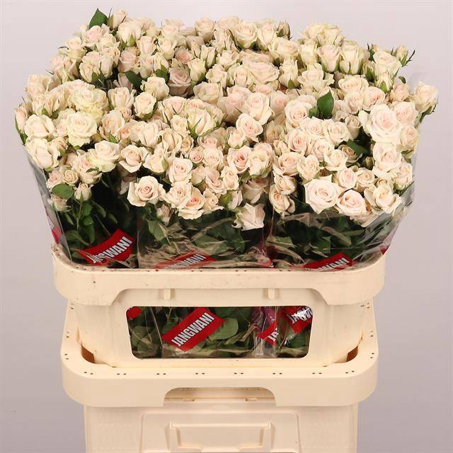 <h4>R Tr Royal Porcelina Extra Jangwani</h4>
