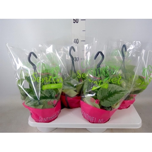 Scindapsus pictus 'Trebie'