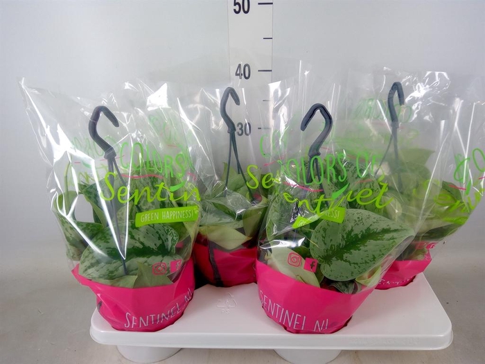 <h4>Scindapsus pictus 'Trebie'</h4>