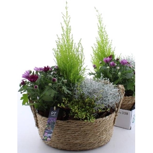 ARR TUINPLANTEN