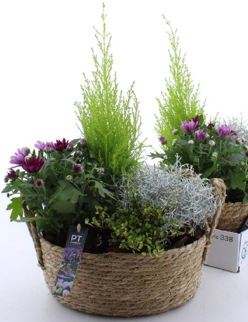 <h4>ARR TUINPLANTEN</h4>
