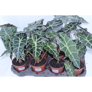 ALOCASIA POLLY P12