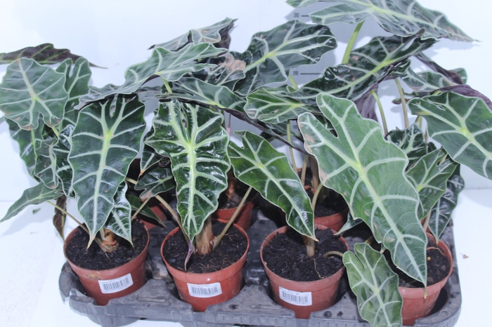 ALOCASIA POLLY P12