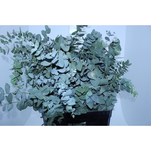 FOLHAGEM EUCAFLOR