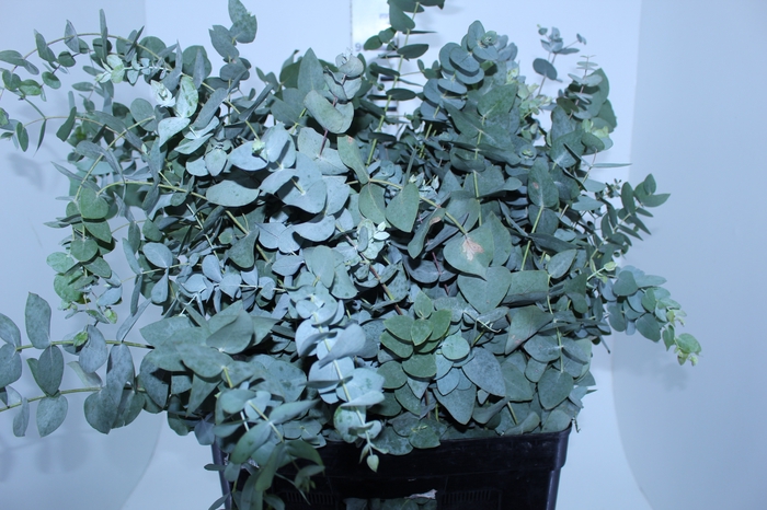 FOLHAGEM EUCAFLOR