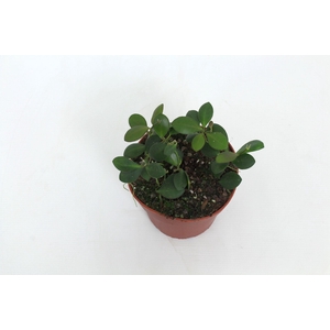 Hoya Panchoi IML0228 12 cm