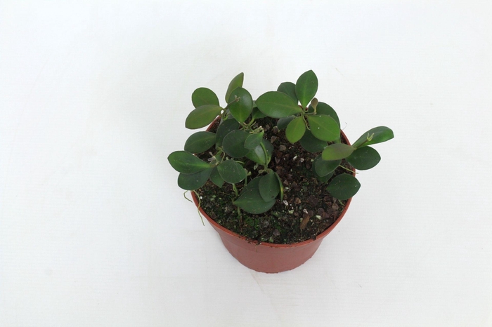 <h4>Hoya Panchoi IML0228 12 cm</h4>