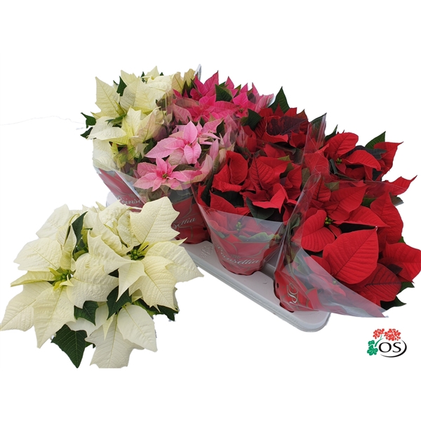 <h4>Euphorbia/prinsettia 4 kleuren mix met hoes (kerststerren)</h4>