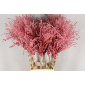 Df Miscanthus 90cm L.pink