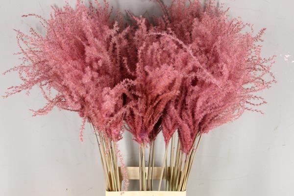 <h4>Df Miscanthus 90cm L.pink</h4>