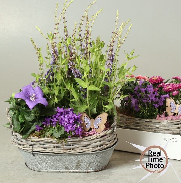 <h4>ARR TUINPLANTEN</h4>