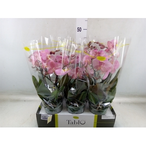 Phalaenopsis   ...rose