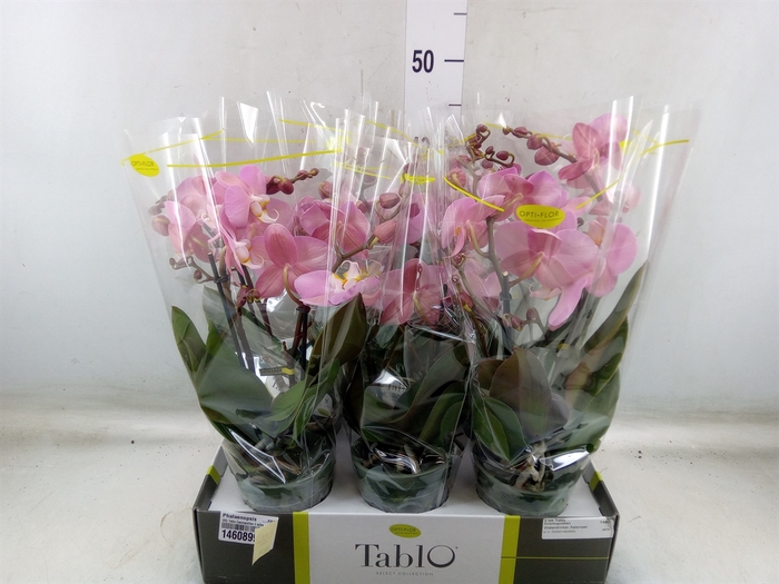 <h4>Phalaenopsis   ...rose</h4>