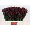 Leucadendron Saf Sunset Dark R.