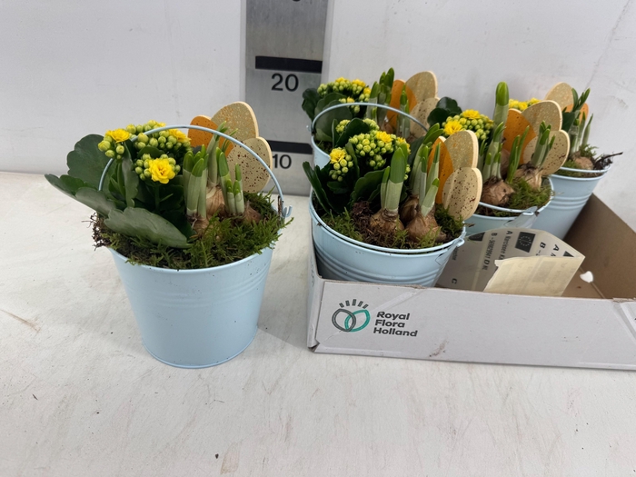 <h4>ARR PL IN SCHAAL</h4>