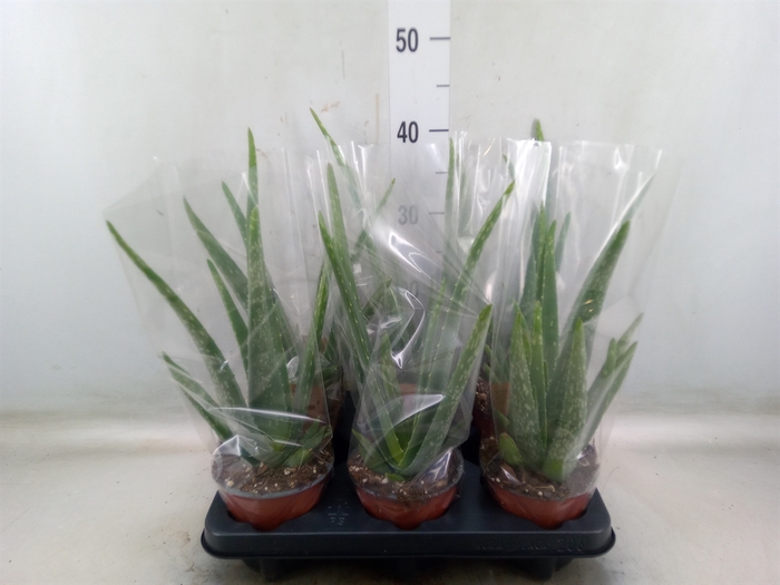 <h4>Aloe vera</h4>