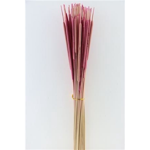 Dried Typha Pink 50pcs Bunch