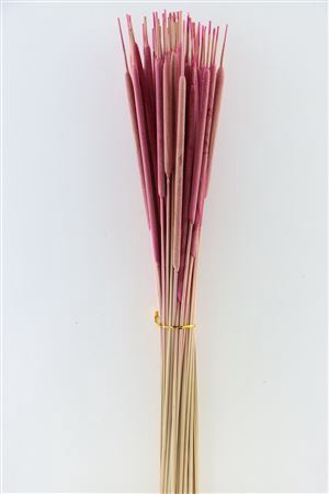 Dried Typha Pink 50pcs Bunch