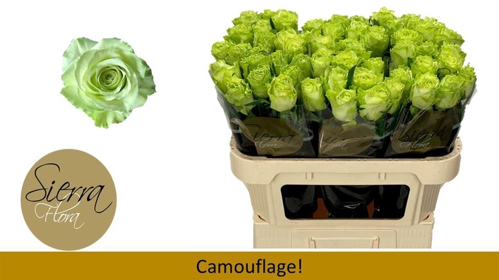 <h4>R Gr Camouflage!</h4>