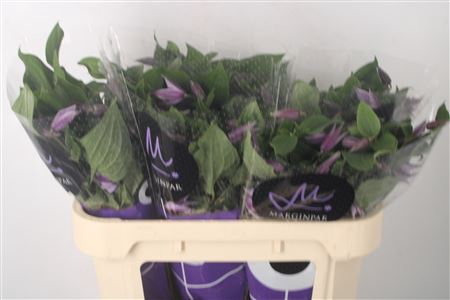 <h4>Clematis Star River</h4>