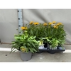 Coreopsis