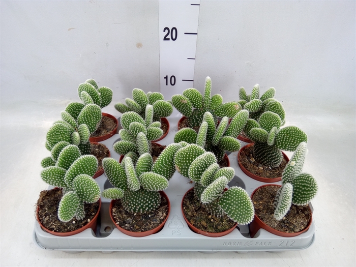 <h4>Opuntia microdasys 'Albispina'</h4>