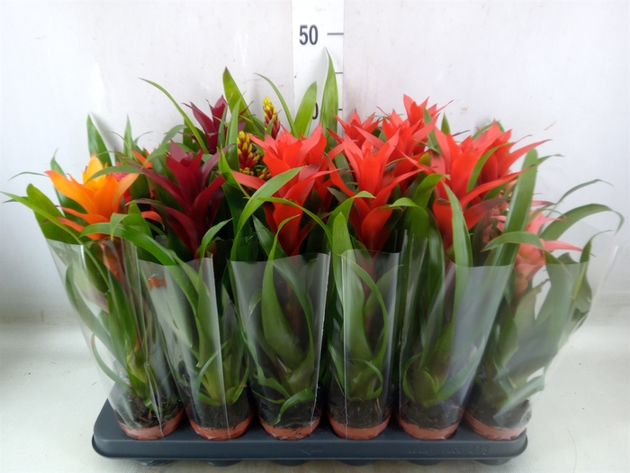 <h4>Guzmania   ...mix</h4>
