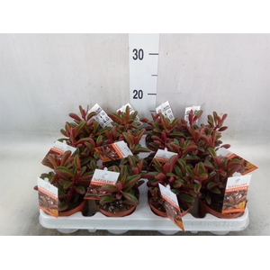 Peperomia graveolens
