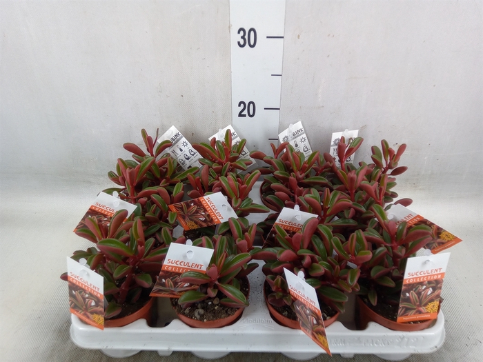 <h4>Peperomia graveolens</h4>