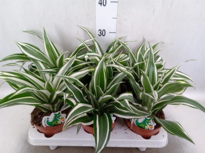 Dracaena frag. 'White Jewel'