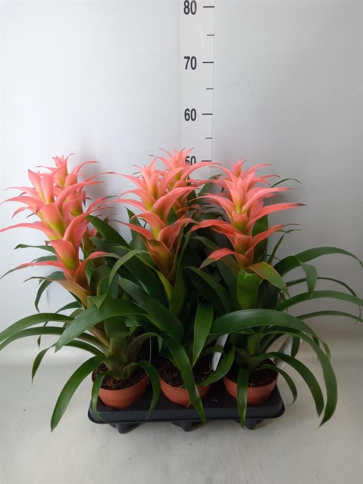<h4>Guzmania  'Melissa'</h4>
