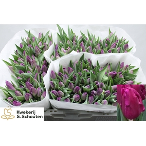 TU EN PURP INFLUENCE