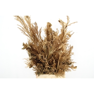 Cryptomeria Antique Gold