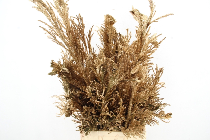 <h4>Cryptomeria Antique Gold</h4>