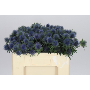 Eryngium Magnet