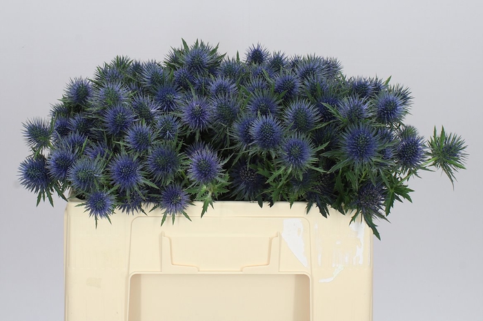 <h4>Eryngium Magnet</h4>