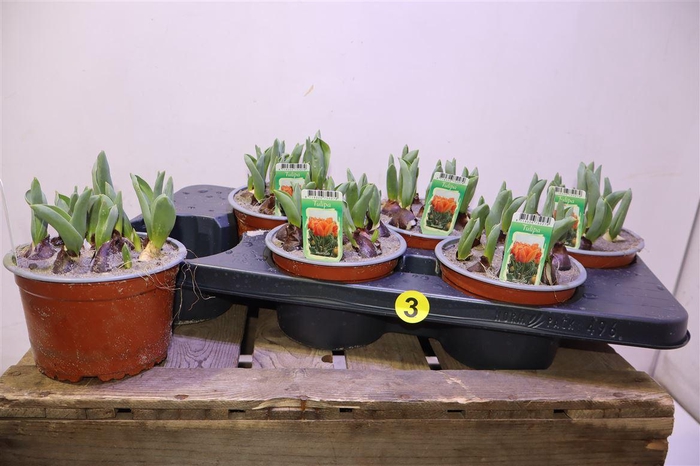 <h4>arr8 Tul Ov Dubbel Orange</h4>