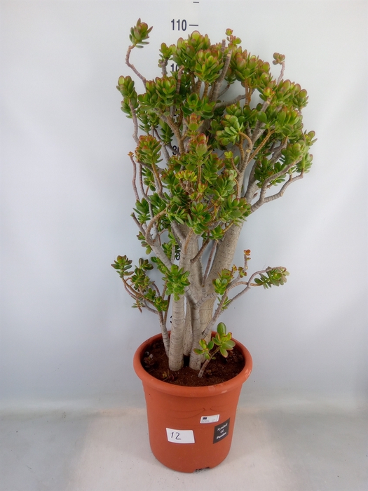 <h4>Crassula ovata 'Minor'</h4>