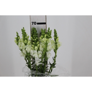BOCA DE LEAO POTOMAC WHITE 070 CM