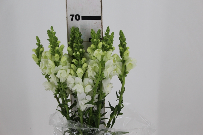 BOCA DE LEAO POTOMAC WHITE 070 CM