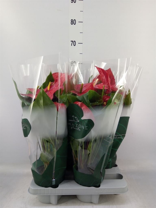 <h4>Anthurium andr. 'Nevada'</h4>