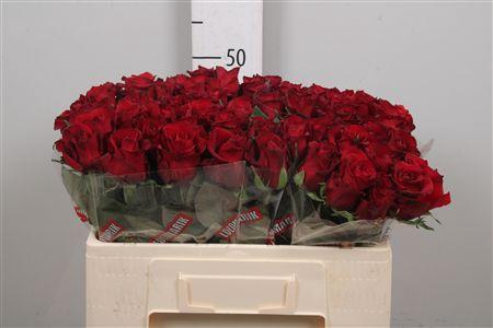 <h4>R Gr Ever Red</h4>