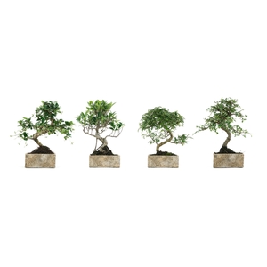 BONSAI GEM