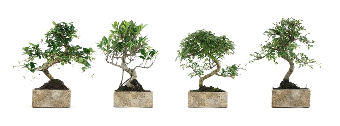 <h4>BONSAI GEM</h4>