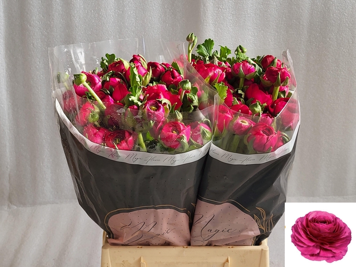 <h4>RAN EL HOT PINK</h4>