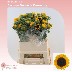 Helianthus Sunrich Provence