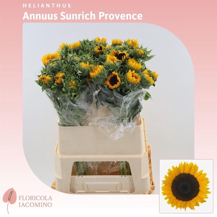 Helianthus Sunrich Provence